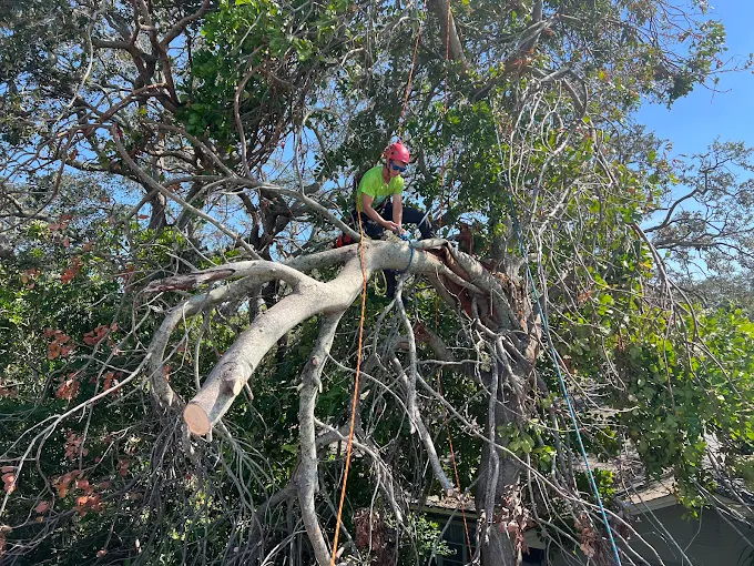 Tree service project
