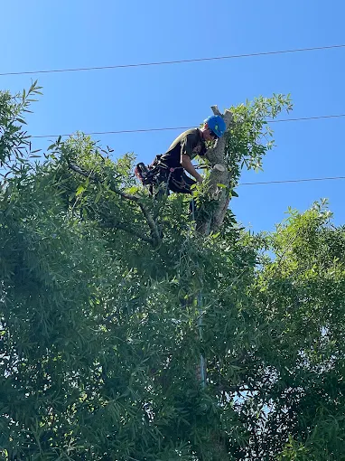 Tree trimming