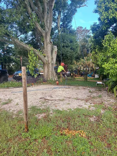 Jessy - Certified Arborist