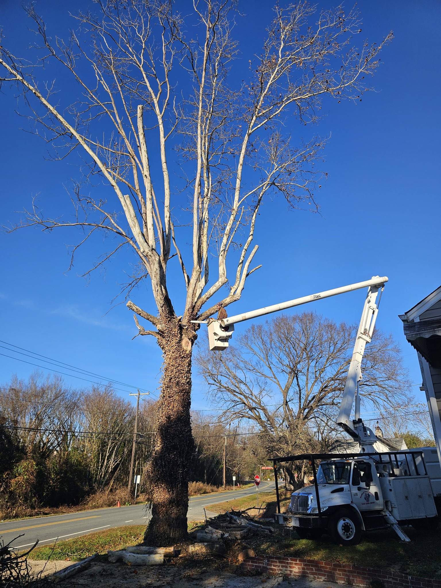 Tree Removal Austin