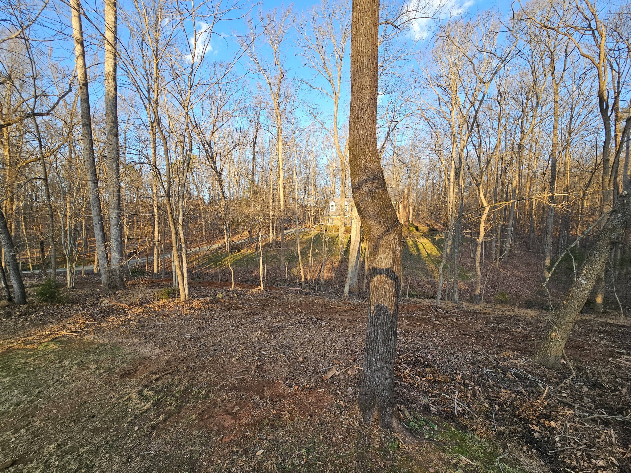 Tree Care Consulting