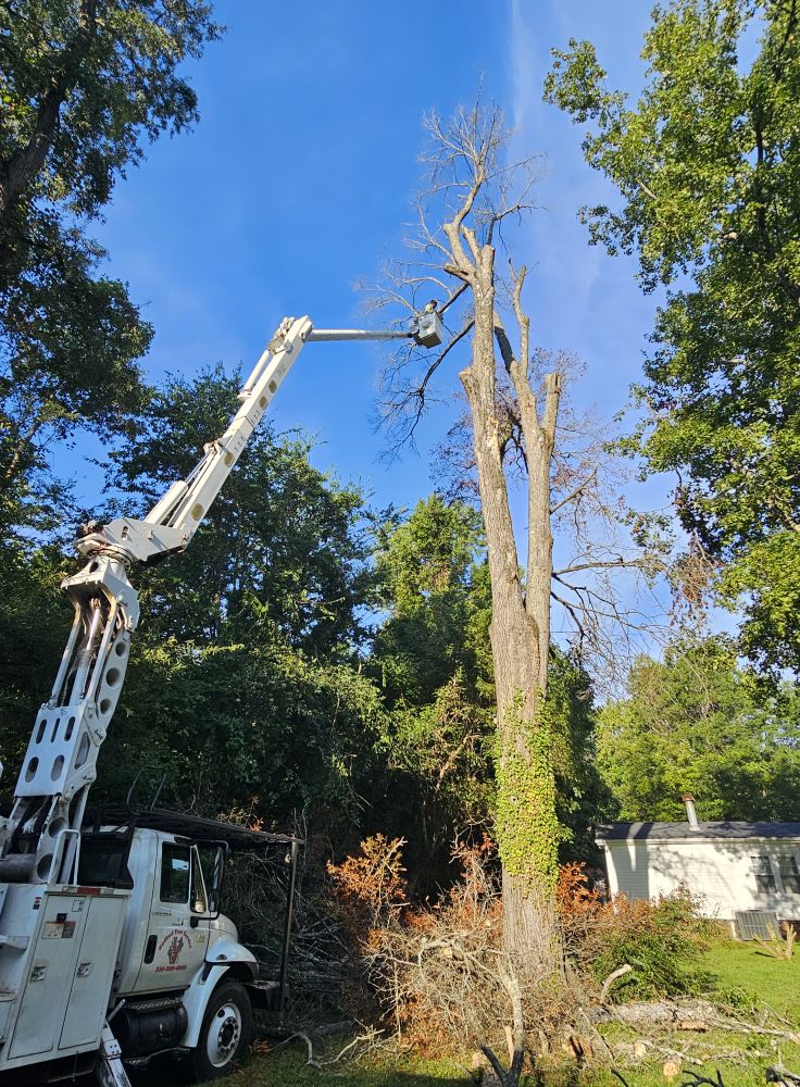Large Oak Pruning